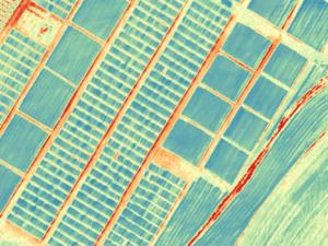 Investigan en el desarrollo de nuevas variedades de trigo de alta calidad resistentes a la sequía y adaptadas al cambio climático. / IRTA