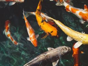 koi-fish-ga160ca1b6_