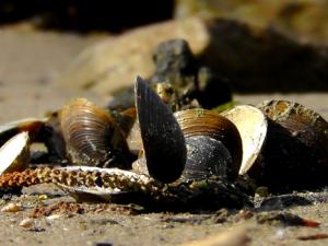 Moluscos. / pamstenzel (PIXABAY)
