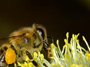 Las abejas pueden contar objetos con solo cuatro neuronas.
