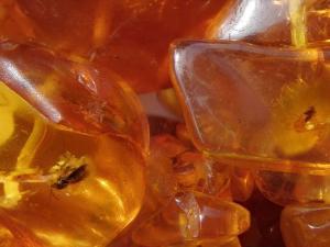 El ámbar no cuenta toda la verdad del pasado. / Brocken Inaglory (WIKIMEDIA)