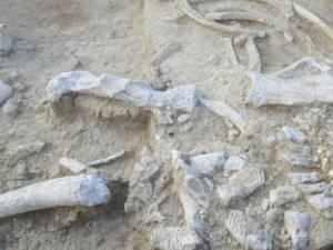 Restos hallados en Elefante. / CENIEH