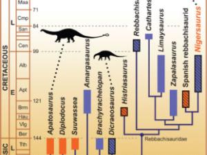 Cladograma de Diplodocoidea. / Sereno PC, Wilson JA, Witmer LM, Whitlock JA, Maga A, et al. (WIKIMEDIA)