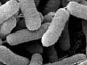 El ébola del olivar