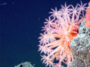 Hongo marino. / tpsdave (PIXABAY)