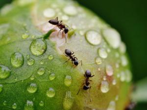 El robot que se orienta como una hormiga (y sin GPS)