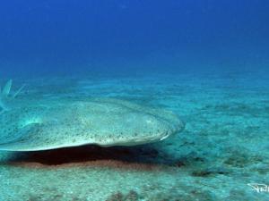 Squatina squatina - Angelote (hembra), Tenerife. / Philippe Guillaume (FLICKR, CC BY 2.0)