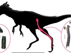 (C) Silueta M. intrepidus mostrando elementos recuperados [1]. / DOI: 10.1038/s42003-019-