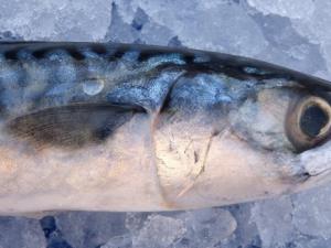 mackerel-1139778_1280