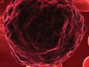 Los campos de investigación abarcados han sido muy diversos y basados en la imagen biomédica.