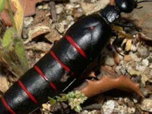 La pérdida de rayas rojas es un proceso evolutivamente reciente que no va acompañado de una reducción de la toxicidad. / Mario García París (MNCN)