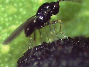 Anaphes inexpectatus. / Catarina Gonçalves (MNCN)