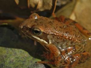 Rana Iberica. / Luis Fernández García (WIKIMEDIA)