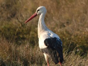 La cigüeña común, una especie colonial y de amplia distribución, es una de las aves europeas cuyas poblaciones más fluctúan. / Eric lecaroubier (FLICKR)