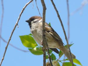 Los ecosistemas urbanos están acelerando los procesos evolutivos de algunas especies de aves