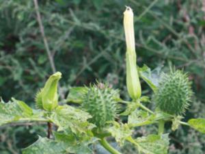 Estramonio, una planta clave para la medicina precolombina