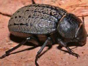 Los cambios geológicos de la cuenca mediterránea determinaron la evolución de los escarabajos del género Pimelia