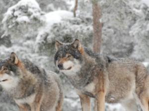 Actualmente, los lobos, Canis lupus, están más extendidos en los lugares más fríos de Europa y América del Norte. Sin embargo, hace tiempo su área de distribución se extendía a zonas más cálidas de las que fueron desapareciendo debido a la competencia con los humanos. Los modelos que examinen las relaciones climáticas analizando sólo su distribución actual proporcionarán una evaluación incompleta de la tolerancia de los lobos para hacer frente al cambio climático. / Mats Höggren 