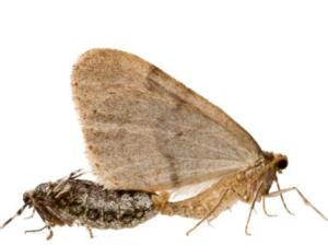 Hembra y macho de la polilla de invierno, Operophtera brumata. / MNCN-CSIC