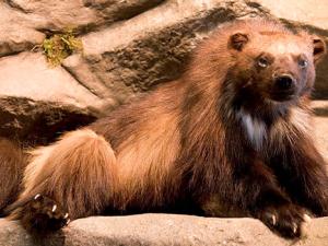 Gulo gulo. / Hillebrand, Steve en:Fish and Wildlife Service (WIKIMEDIA)