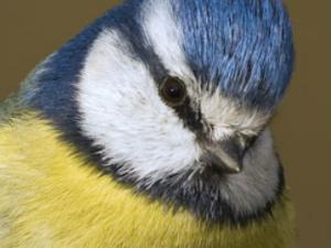 Herrerillo, Cyanistes caeruleus. / MNCN-CSIC