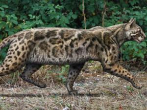 Recreación de Leptofelis vallesiensis, un felino esbelto que vivió en la península ibérica hace alrededor de 9,5 millones de años. / Mauricio Antón (MNCN)