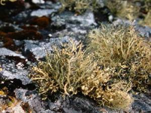 Líquenes antárticos en los alrededores de la Base española Juan Carlos I. Usnea antarctica y Placopsis contortuplicata. / Fernando Valladares