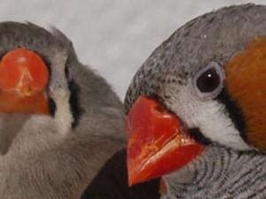 Hembra y macho (izq. y drcha., respectivamente) de diamantes mandarines, Taeniopygia guttata. / Carlos Alonso-Álvarez 