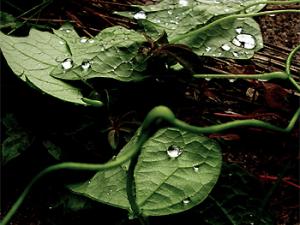 Descubren cómo identificar los suelos que pueden almacenar más carbono