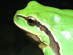 La taxonomía descubre, clasifica y nombra científicamente todas las especies de seres vivos que conocemos. / Íñigo Martínez-Solano