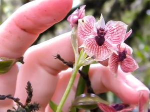 Telipogon diabolicus. / KOLANOWSKA