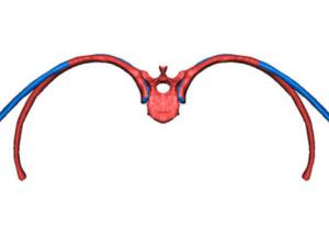  Imagen de una vista transversal de dos cajas torácicas a nivel de la costilla 8 donde se puede ver un esquimal de Groenlandia, en color azul, comparado con un europeo, en color rojo. La caja torácica de los esquimales sería más ancha que la de los europeos, lo que daría lugar a un tórax más grande y una forma del cuerpo más esférica. / MNCN