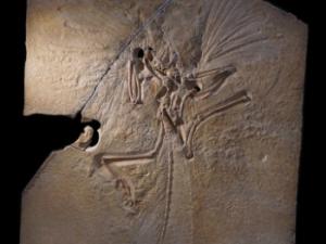 Archaeopteryx, una especie extinta de aves del Jurásico Superior. / fill (PIXABAY)