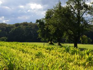 Campo de cultivo verde. / PIRO4D (PIXABAY)