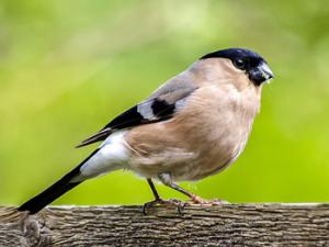 Camachuelo en un árbol. / Kathy2408 (PIXABAY)