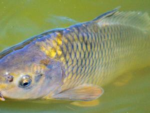 Carpa (Cyprinius carpio). / Capri23auto (PIXABAY)