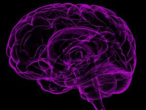 Identifican por primera vez un gen vital en la recuperación después de un ictus