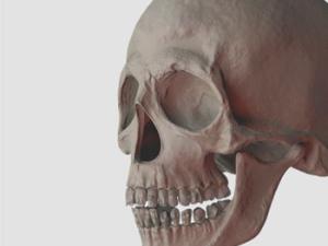 Craneo humano. / PiXelCut (PIXABAY)