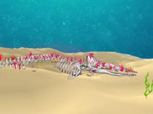 Osamenta festiva. / CSIC