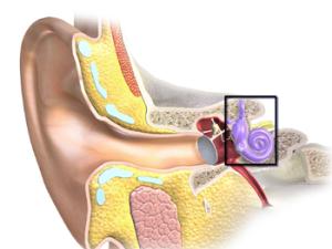 La conexión entre dos redes génicas (gen regulador ESRP y Fgfr) fue clave en la maquinaria molecular para generar órganos y estructuras (pulmones, extremidades anteriores y oído interno) en la evolución biológica de los animales. / BruceBlaus (WIKIMEDIA)