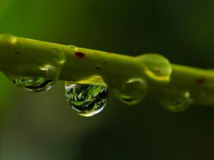 Se podrían depositar miles de gotas sobre la superficie de un dispositivo de esta nueva clase, las cuales se desplazarían automáticamente para llevar a cabo los experimentos deseados. / pixel2013 (PIXABAY)