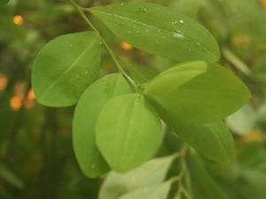 Follaje de Erythroxylum coca o coca. / Sten Porse (WIKIMEDIA)