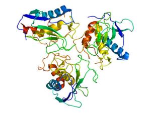 Estructura de la proteína MMP10. / Emw (WIKIMEDIA)