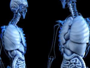 Para crear las microestructuras, los investigadores sumergieron el extremo de una fibra óptica en un líquido de un tipo conocido como fotopolímero. / www_slon_pics (PIXABAY)