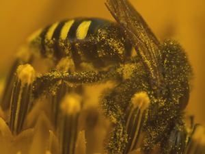 Aumento de machos en colonias de abejas sin aguijón provocan muerte de la reina