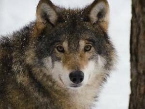 Cuando se trata de paisajes modificados por humanos, los mamíferos suelen moverse a distancias dos o tres veces más cortas que en su ambiente natural. / Wilda3 (PIXABAY)