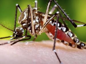 Mosquito Aedes aegypti. / James Gathany-Sanofi Pasteur (FLICKR)