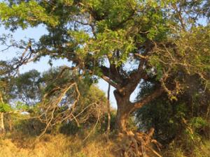 La conectividad entre aguas subterráneas y el contenido hídrico de las plantas es mucho mayor y está más generalizada de lo que se ha venido presentando en estimaciones globales recientes. / Julinlucc (PIXABAY)