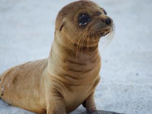 Cría de León Marino. / BRJ INC. (FLICKR)