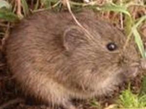 La investigación ha permitido refinar la cronología existente y confirmar la presencia más antigua de la especie Microtus cabrerae o topillo de cabrera en esta región. / (CENIEH)